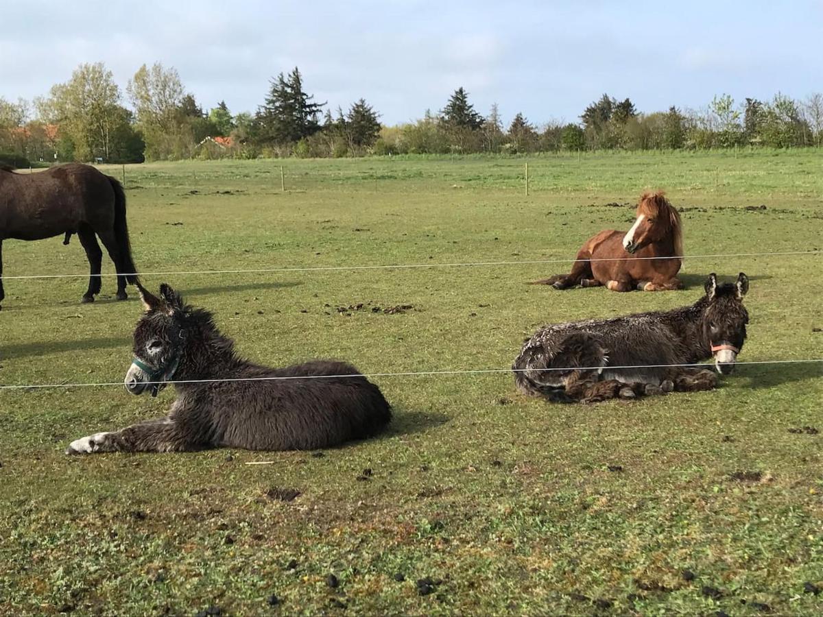 Bb-Vadehavet Ferielejlighed Til 6 Personer Ved Nationalpark Vadehavet Ribe Zewnętrze zdjęcie